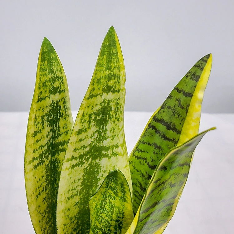 Plastic Artificial Bonsai Snake Plant/Sansevieria/Agave Artificial Ornamental Plant for Indoor Decoration Artificial Plants