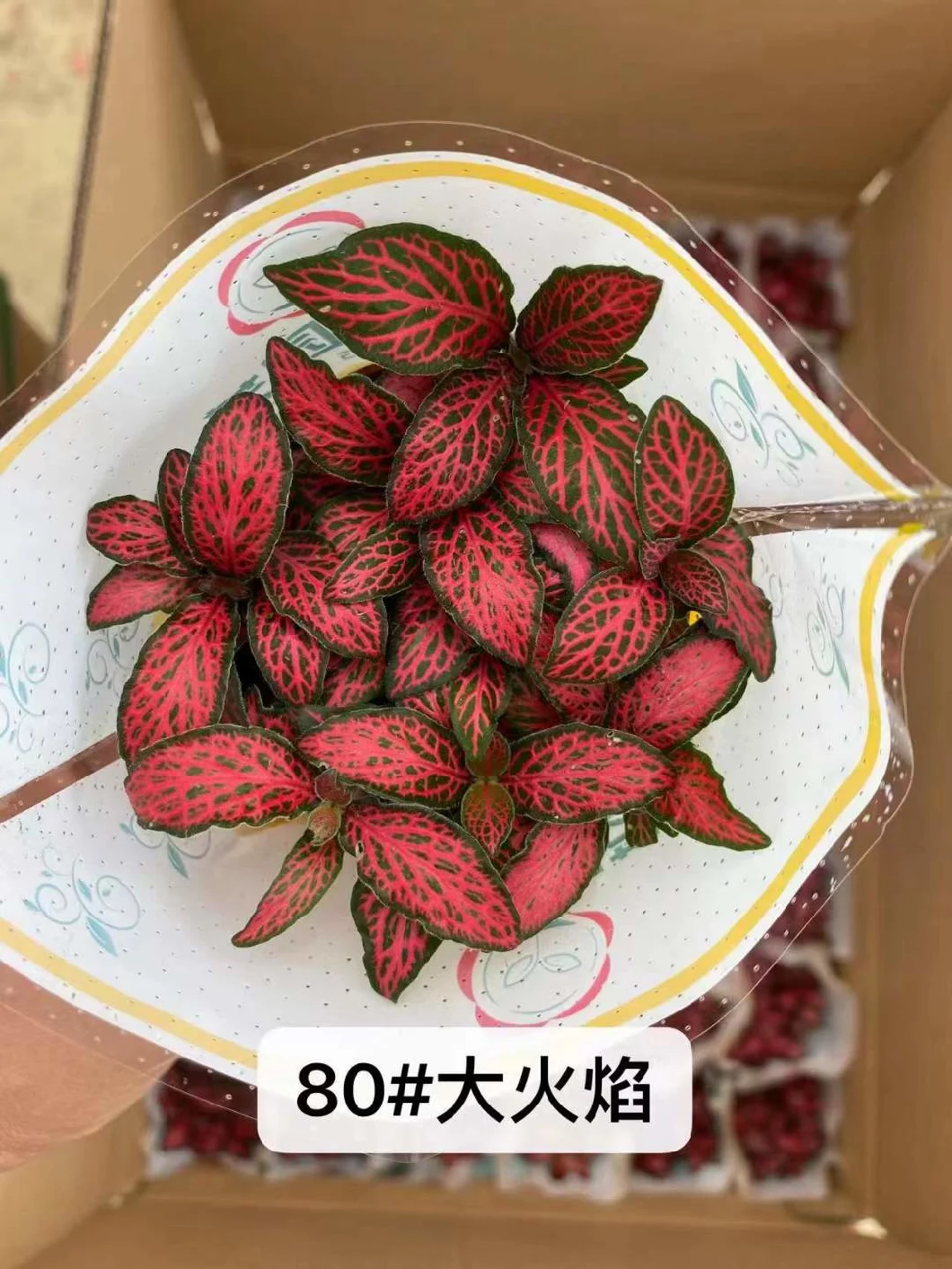 Wholesale Gardening Mini Plant Fittonia Red Live Plants Indoor Bonsai